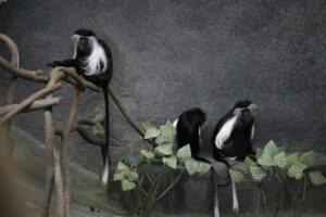2 Colobus monkeys in Nyungwe national park